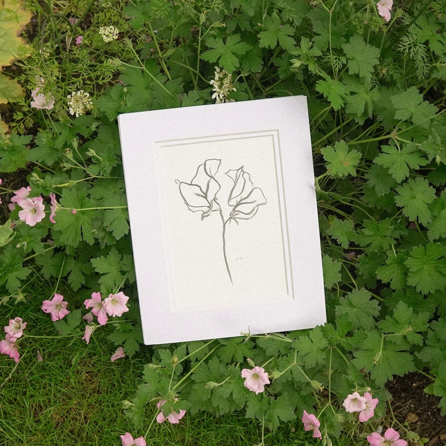 Sweet Pea I